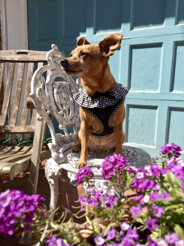 /Images/uploads/Humane Rescue Alliance/HRACalendarPhotoContest/entries/8537thumb.jpg
